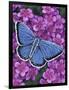 Eastern Tailed Blue-Marilyn Barkhouse-Framed Art Print