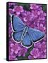 Eastern Tailed Blue-Marilyn Barkhouse-Framed Stretched Canvas