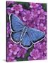 Eastern Tailed Blue-Marilyn Barkhouse-Stretched Canvas