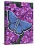 Eastern Tailed Blue-Marilyn Barkhouse-Stretched Canvas