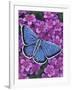 Eastern Tailed Blue-Marilyn Barkhouse-Framed Art Print