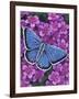 Eastern Tailed Blue-Marilyn Barkhouse-Framed Art Print