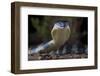 Eastern tiger snake, Yarra River Melbourne, Australia-Robert Valentic-Framed Photographic Print