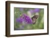 Eastern Tiger Swallowtail Butterfly Female on Butterfly Bush, Marion County, Il-Richard and Susan Day-Framed Photographic Print