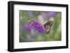 Eastern Tiger Swallowtail Butterfly Female on Butterfly Bush, Marion County, Il-Richard and Susan Day-Framed Photographic Print