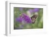 Eastern Tiger Swallowtail Butterfly Female on Butterfly Bush, Marion County, Il-Richard and Susan Day-Framed Photographic Print