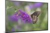 Eastern Tiger Swallowtail Butterfly Female on Butterfly Bush, Marion County, Il-Richard and Susan Day-Mounted Photographic Print