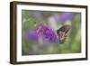 Eastern Tiger Swallowtail Butterfly Female on Butterfly Bush, Marion County, Il-Richard and Susan Day-Framed Photographic Print