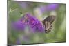 Eastern Tiger Swallowtail Butterfly Female on Butterfly Bush, Marion County, Il-Richard and Susan Day-Mounted Photographic Print