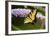 Eastern Tiger Swallowtail Butterfly on Butterfly Bush, Marion Co., Il-Richard ans Susan Day-Framed Photographic Print