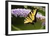 Eastern Tiger Swallowtail Butterfly on Butterfly Bush, Marion Co., Il-Richard ans Susan Day-Framed Photographic Print