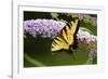 Eastern Tiger Swallowtail Butterfly on Butterfly Bush, Marion Co., Il-Richard ans Susan Day-Framed Photographic Print