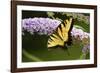 Eastern Tiger Swallowtail Butterfly on Butterfly Bush, Marion Co., Il-Richard ans Susan Day-Framed Photographic Print