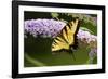 Eastern Tiger Swallowtail Butterfly on Butterfly Bush, Marion Co., Il-Richard ans Susan Day-Framed Photographic Print