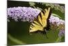 Eastern Tiger Swallowtail Butterfly on Butterfly Bush, Marion Co., Il-Richard ans Susan Day-Mounted Photographic Print