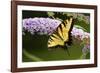 Eastern Tiger Swallowtail Butterfly on Butterfly Bush, Marion Co., Il-Richard ans Susan Day-Framed Photographic Print