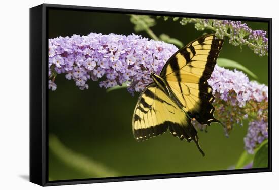 Eastern Tiger Swallowtail Butterfly on Butterfly Bush, Marion Co., Il-Richard ans Susan Day-Framed Stretched Canvas