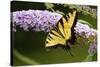 Eastern Tiger Swallowtail Butterfly on Butterfly Bush, Marion Co., Il-Richard ans Susan Day-Stretched Canvas