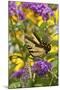 Eastern Tiger Swallowtail Butterfly on Butterfly Bush, Marion Co., Il-Richard ans Susan Day-Mounted Photographic Print