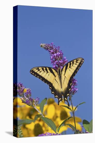 Eastern Tiger Swallowtail Butterfly on Butterfly Bush, Marion Co., Il-Richard ans Susan Day-Stretched Canvas