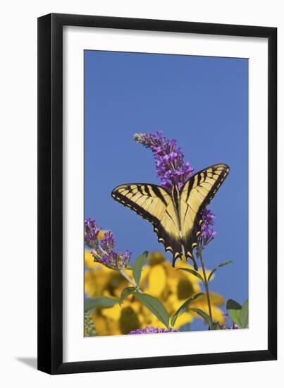 Eastern Tiger Swallowtail Butterfly on Butterfly Bush, Marion Co., Il-Richard ans Susan Day-Framed Photographic Print