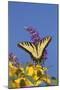 Eastern Tiger Swallowtail Butterfly on Butterfly Bush, Marion Co., Il-Richard ans Susan Day-Mounted Photographic Print