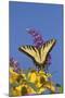 Eastern Tiger Swallowtail Butterfly on Butterfly Bush, Marion Co., Il-Richard ans Susan Day-Mounted Photographic Print