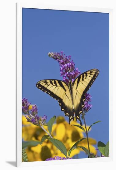 Eastern Tiger Swallowtail Butterfly on Butterfly Bush, Marion Co., Il-Richard ans Susan Day-Framed Photographic Print