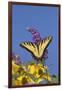 Eastern Tiger Swallowtail Butterfly on Butterfly Bush, Marion Co., Il-Richard ans Susan Day-Framed Photographic Print