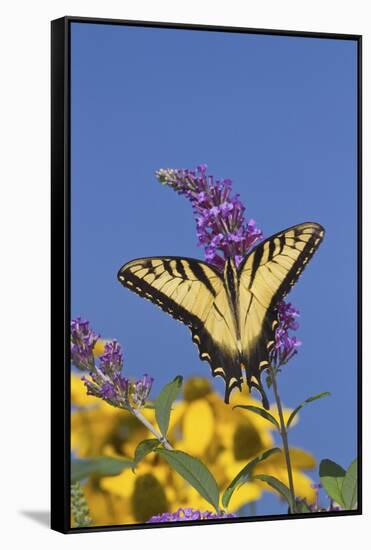 Eastern Tiger Swallowtail Butterfly on Butterfly Bush, Marion Co., Il-Richard ans Susan Day-Framed Stretched Canvas