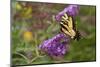 Eastern Tiger Swallowtail Butterfly on Butterfly Bush, Marion Co., Il-Richard ans Susan Day-Mounted Photographic Print