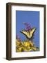 Eastern Tiger Swallowtail Butterfly on Butterfly Bush, Marion Co., Il-Richard ans Susan Day-Framed Photographic Print