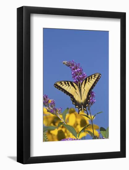 Eastern Tiger Swallowtail Butterfly on Butterfly Bush, Marion Co., Il-Richard ans Susan Day-Framed Photographic Print