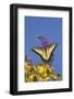 Eastern Tiger Swallowtail Butterfly on Butterfly Bush, Marion Co., Il-Richard ans Susan Day-Framed Photographic Print