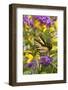 Eastern Tiger Swallowtail Butterfly on Butterfly Bush, Marion Co., Il-Richard ans Susan Day-Framed Photographic Print