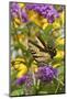 Eastern Tiger Swallowtail Butterfly on Butterfly Bush, Marion Co., Il-Richard ans Susan Day-Mounted Photographic Print