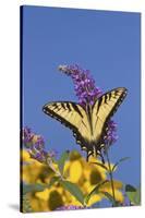 Eastern Tiger Swallowtail Butterfly on Butterfly Bush, Marion Co., Il-Richard ans Susan Day-Stretched Canvas