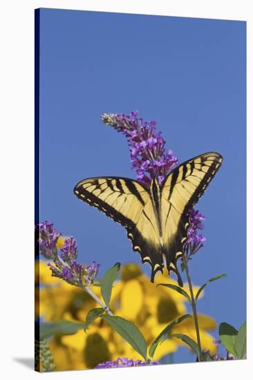 Eastern Tiger Swallowtail Butterfly on Butterfly Bush, Marion Co., Il-Richard ans Susan Day-Stretched Canvas