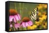Eastern Tiger Swallowtail Butterfly on Purple Coneflower, Marion County, Illinois-Richard and Susan Day-Framed Stretched Canvas