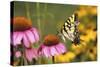 Eastern Tiger Swallowtail Butterfly on Purple Coneflower, Marion County, Illinois-Richard and Susan Day-Stretched Canvas