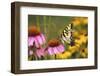 Eastern Tiger Swallowtail Butterfly on Purple Coneflower, Marion County, Illinois-Richard and Susan Day-Framed Photographic Print