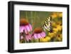 Eastern Tiger Swallowtail Butterfly on Purple Coneflower, Marion County, Illinois-Richard and Susan Day-Framed Photographic Print