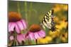 Eastern Tiger Swallowtail Butterfly on Purple Coneflower, Marion County, Illinois-Richard and Susan Day-Mounted Photographic Print