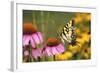 Eastern Tiger Swallowtail Butterfly on Purple Coneflower, Marion County, Illinois-Richard and Susan Day-Framed Photographic Print