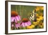 Eastern Tiger Swallowtail Butterfly on Purple Coneflower, Marion County, Illinois-Richard and Susan Day-Framed Photographic Print