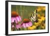 Eastern Tiger Swallowtail Butterfly on Purple Coneflower, Marion County, Illinois-Richard and Susan Day-Framed Photographic Print