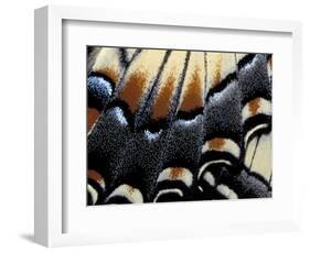 Eastern Tiger Swallowtail Butterfly Wing, Great Smoky Mountains National Park, Tennessee, USA-Darrell Gulin-Framed Photographic Print