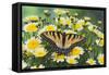 Eastern Tiger Swallowtail Butterfly-Darrell Gulin-Framed Stretched Canvas