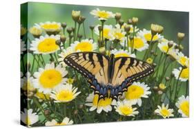 Eastern Tiger Swallowtail Butterfly-Darrell Gulin-Stretched Canvas
