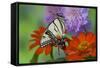 Eastern Tiger Swallowtail Butterfly-Darrell Gulin-Framed Stretched Canvas